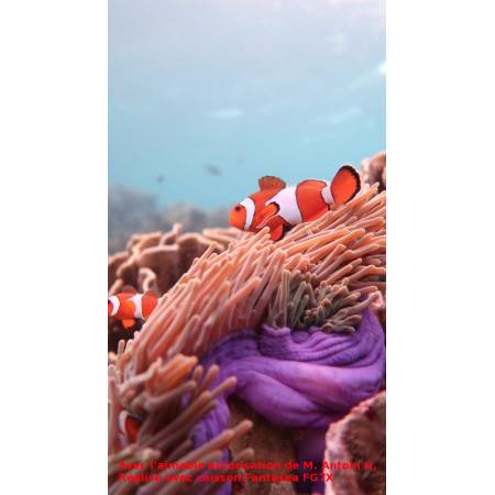 Pack housing Fantasea vacuum + Canon G7X MKIII